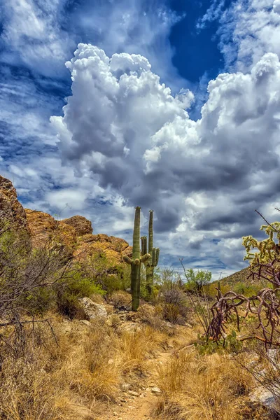 Pouštní Krajina Národním Parku Saguaro — Stock fotografie