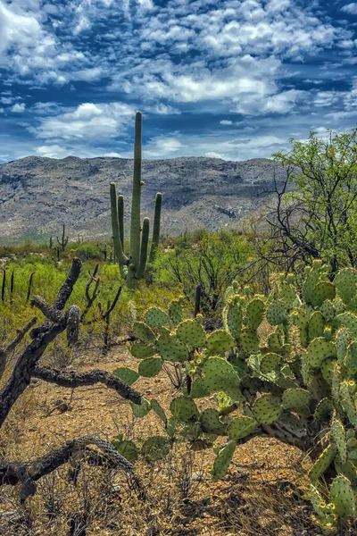 亚利桑那州图森市附近的Saguaro国家公园景观 — 图库照片