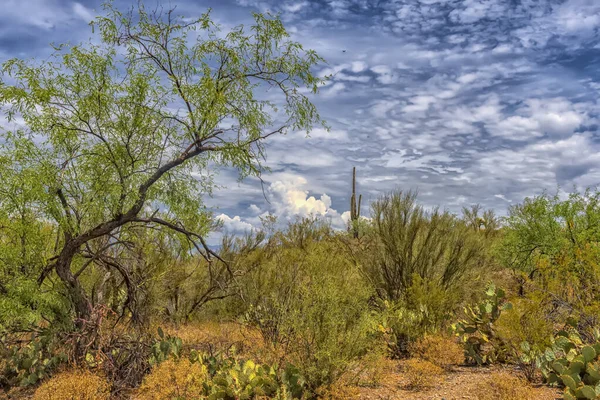 Τοπίο Στο Εθνικό Πάρκο Saguaro Κοντά Στο Tucson Αριζόνα — Φωτογραφία Αρχείου