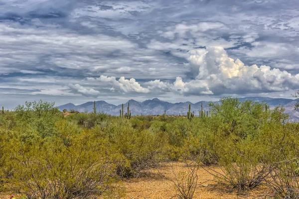 Пейзаж Национальном Парке Сагуаро Рядом Тусоном Аризона — стоковое фото