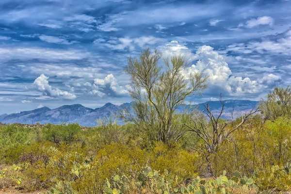 Τοπίο Στο Εθνικό Πάρκο Saguaro Κοντά Στο Tucson Αριζόνα — Φωτογραφία Αρχείου