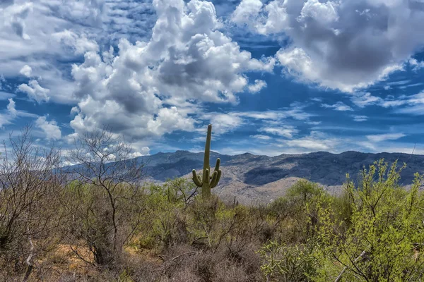 Τοπίο Στο Εθνικό Πάρκο Saguaro Κοντά Στο Tucson Αριζόνα — Φωτογραφία Αρχείου