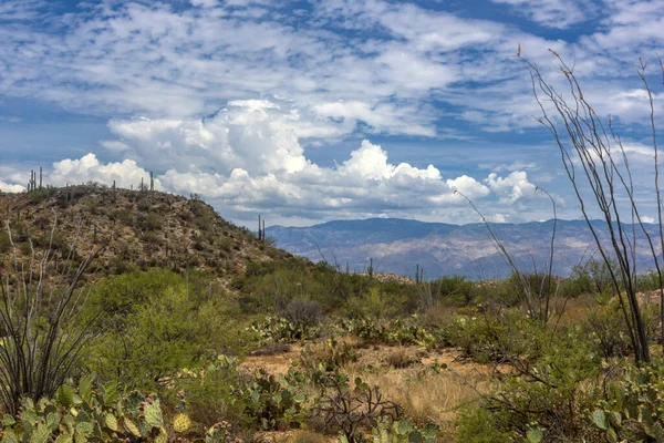 Paisaje Parque Nacional Saguaro Cerca Tucson Arizona — Foto de Stock