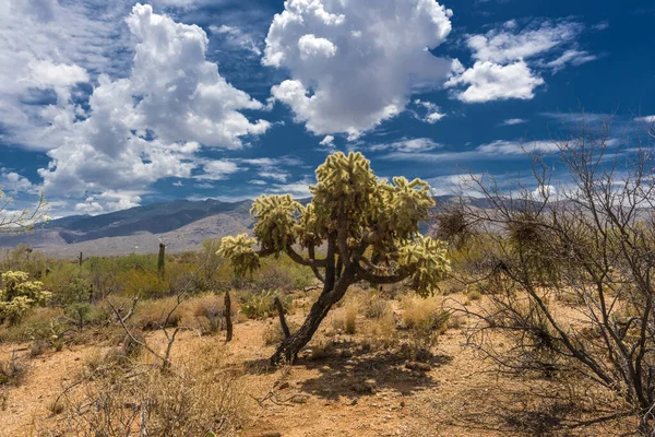 Landschap Het Saguaro National Park Bij Tucson Arizona — Stockfoto