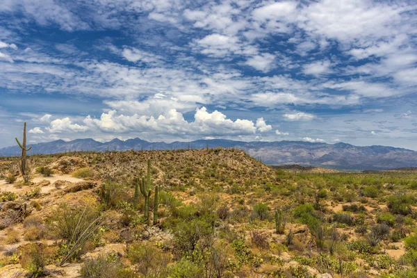 Krajobraz Parku Narodowym Saguaro Niedaleko Tucson Arizona — Zdjęcie stockowe