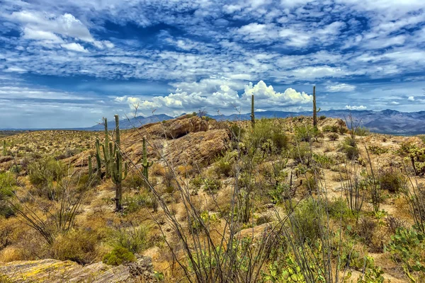 Krajobraz Parku Narodowym Saguaro Niedaleko Tucson Arizona — Zdjęcie stockowe