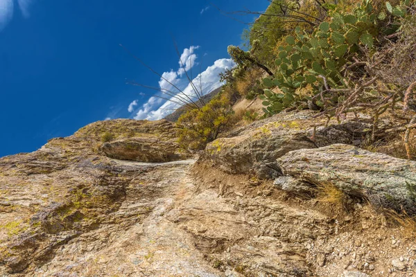 Landschaft Saguaro Nationalpark Bei Tucson Arizona — Stockfoto