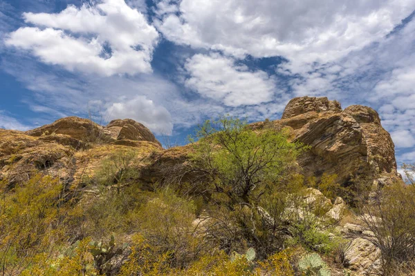 Landschap Het Saguaro National Park Bij Tucson Arizona — Stockfoto