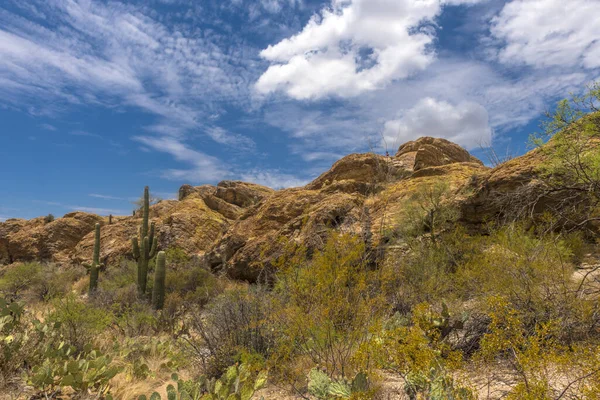 Landschaft Saguaro Nationalpark Bei Tucson Arizona — Stockfoto