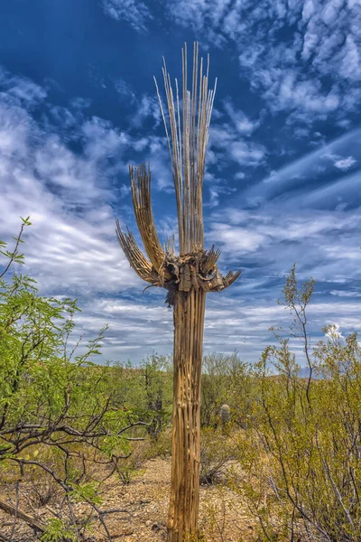 dried cactus  and desert plants landscape scenery in Arizona Sonoran desert.