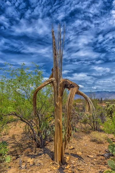 Αποξηραμένοι Κάκτοι Και Φυτά Της Ερήμου Τοπίο Στην Έρημο Sonoran — Φωτογραφία Αρχείου