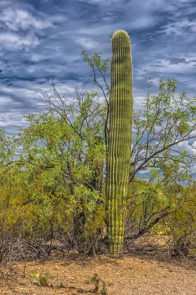 亚利桑那州Saguaro国家公园的大美洲虎 — 图库照片