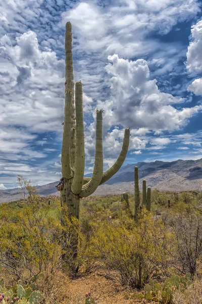 亚利桑那州Saguaro国家公园的大美洲虎 — 图库照片