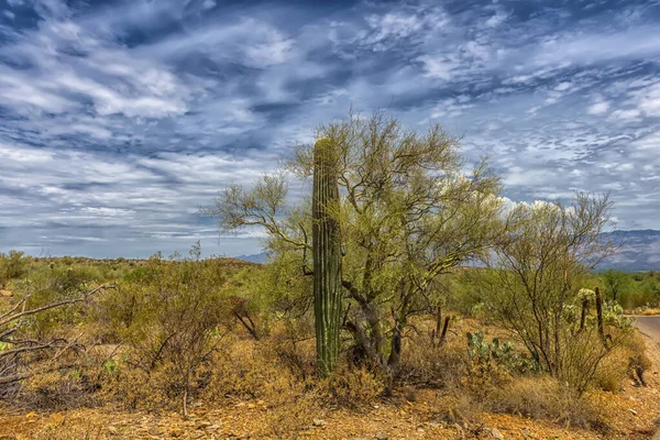 Industriële Apparatuur Benodigdheden Saguaro National Park Arizona — Stockfoto