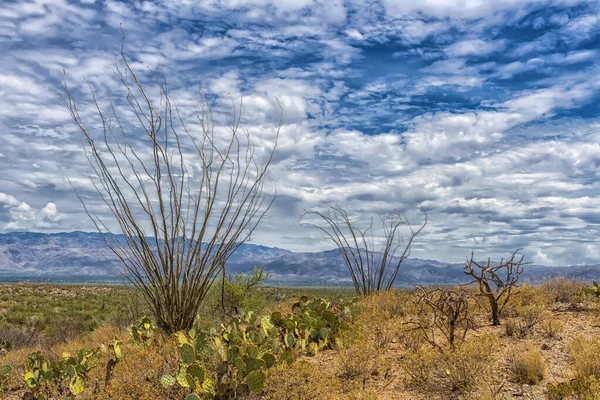 Τοπίο Των Μεγάλων Κάκτων Saguaro Στην Πλαγιά Του Λόφου Saguaro — Φωτογραφία Αρχείου