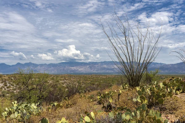 Krajobraz Dużych Roślin Kaktusa Saguaro Wzgórzu Parku Narodowym Saguaro Tucson — Zdjęcie stockowe