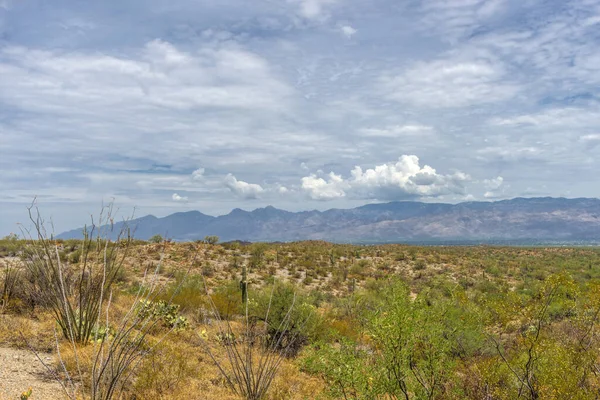 Paisaje Grandes Plantas Cactus Saguaro Ladera Del Parque Nacional Saguaro — Foto de Stock