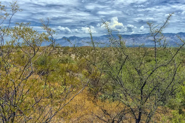 Paisaje Grandes Plantas Cactus Saguaro Ladera Del Parque Nacional Saguaro —  Fotos de Stock