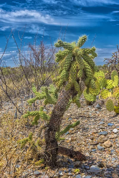 Τοπίο Των Μεγάλων Κάκτων Saguaro Στην Πλαγιά Του Λόφου Saguaro — Φωτογραφία Αρχείου