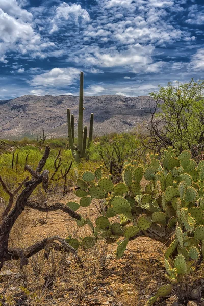 亚利桑那州图森市萨瓜罗国家公园山坡上的大型沙瓜罗仙人掌植物景观 — 图库照片