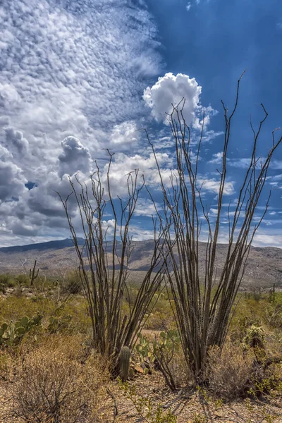 Paysage Grandes Plantes Cactus Saguaro Flanc Colline Dans Parc National — Photo