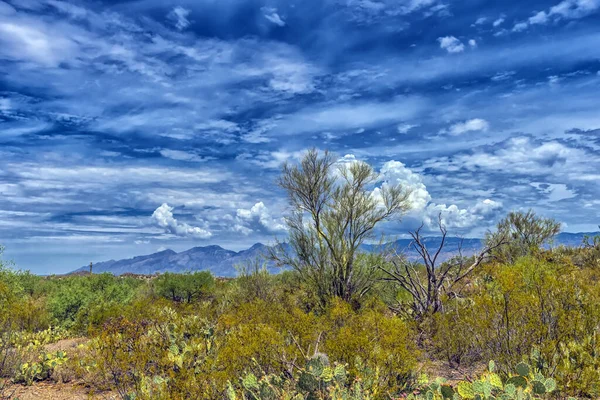 Krajobraz Dużych Roślin Kaktusa Saguaro Wzgórzu Parku Narodowym Saguaro Tucson — Zdjęcie stockowe