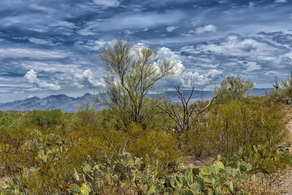 Paisaje Grandes Plantas Cactus Saguaro Ladera Del Parque Nacional Saguaro —  Fotos de Stock