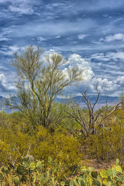 Τοπίο Των Μεγάλων Κάκτων Saguaro Στην Πλαγιά Του Λόφου Saguaro — Φωτογραφία Αρχείου