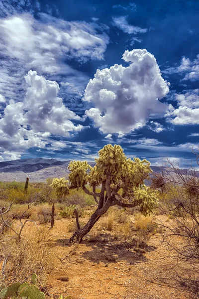 Paysage Grandes Plantes Cactus Saguaro Flanc Colline Dans Parc National — Photo