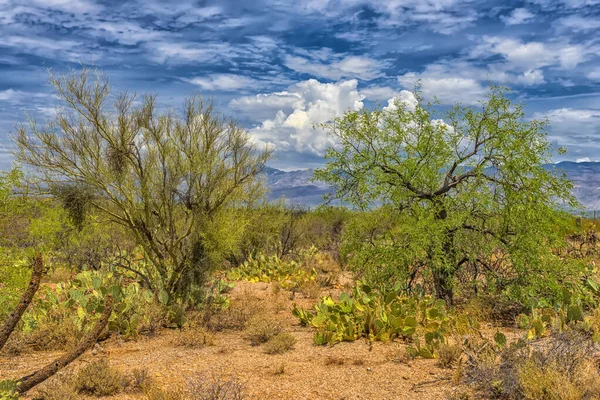 Τοπίο Των Μεγάλων Κάκτων Saguaro Στην Πλαγιά Του Λόφου Saguaro — Φωτογραφία Αρχείου