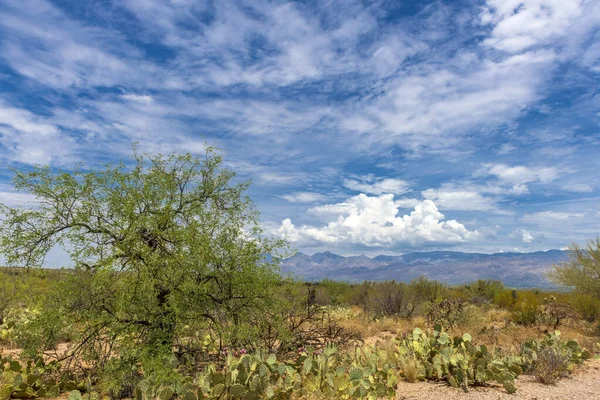 Landscape Large Saguaro Cactus Plants Hillside Saguaro National Park Tucson — Stock Photo, Image