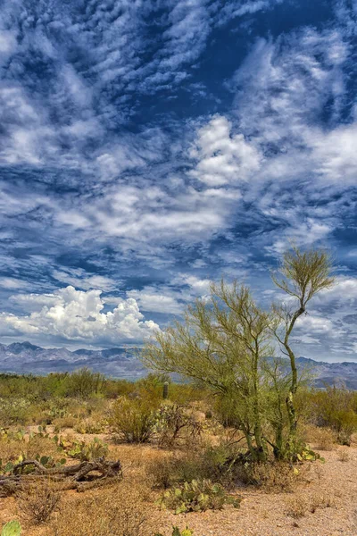 Paysage Grandes Plantes Cactus Saguaro Flanc Colline Dans Parc National — Photo