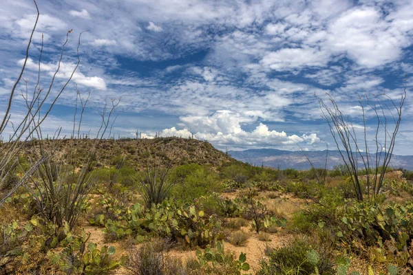 Krajina Velkých Kaktusových Rostlin Saguaro Svahu Národním Parku Saguaro Tucsonu — Stock fotografie