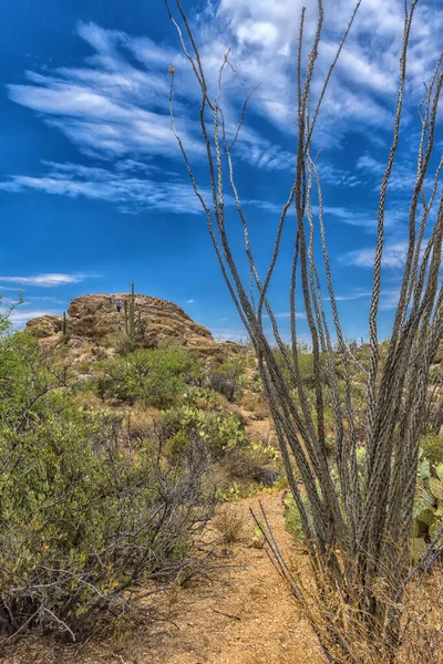 Τοπίο Των Μεγάλων Κάκτων Saguaro Στην Πλαγιά Του Λόφου Saguaro — Φωτογραφία Αρχείου