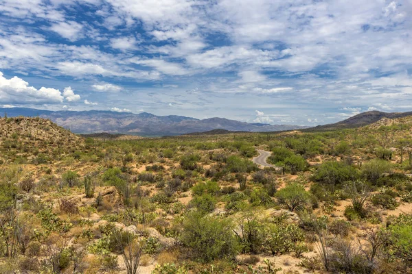 Krajobraz Dużych Roślin Kaktusa Saguaro Wzgórzu Parku Narodowym Saguaro Tucson — Zdjęcie stockowe