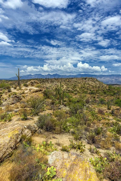 亚利桑那州图森市萨瓜罗国家公园山坡上的大型沙瓜罗仙人掌植物景观 — 图库照片