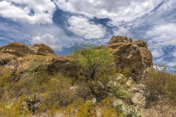 Τοπίο Των Μεγάλων Κάκτων Saguaro Στην Πλαγιά Του Λόφου Saguaro — Φωτογραφία Αρχείου