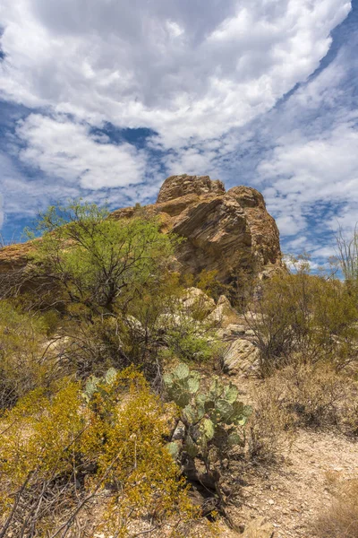 Τοπίο Των Μεγάλων Κάκτων Saguaro Στην Πλαγιά Του Λόφου Saguaro — Φωτογραφία Αρχείου