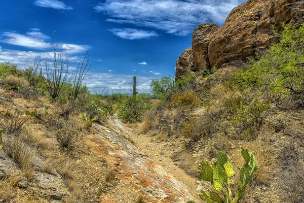アリゾナ州ツーソンのサガロ国立公園の丘の中腹にある大きなサガロサボテンの植物の風景 — ストック写真