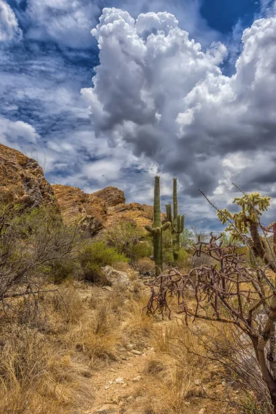 Paysage Grandes Plantes Cactus Saguaro Flanc Colline Dans Parc National — Photo