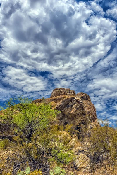 Національний Парк Сагуаро Захід Від Тусона Штат Арізона Ландшафт Пустелі — стокове фото