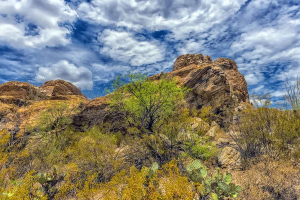 Национальный Парк Сагуаро Западу Тусона Аризона Пейзаж Sonoran Desert Высокими — стоковое фото