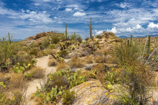 Národní Park Saguaro Západně Tucsonu Arizoně Sonorská Pouštní Krajina Vysokým — Stock fotografie
