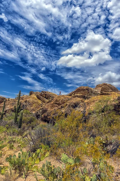 亚利桑那州图森以西的Saguaro国家公园 索诺兰沙漠景观 有高大的仙人掌 桶状仙人掌 岩石山 布满易碎灌木的小山和天空中的小云 — 图库照片