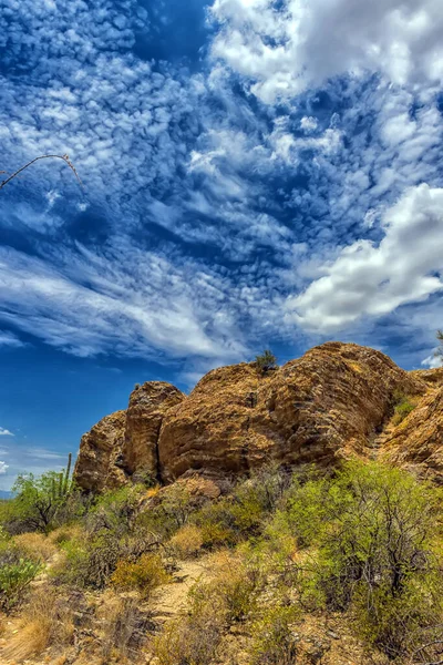Tucson Arizona Nın Batısındaki Saguaro Ulusal Parkı Yüksek Kaktüsleri Fıçı — Stok fotoğraf