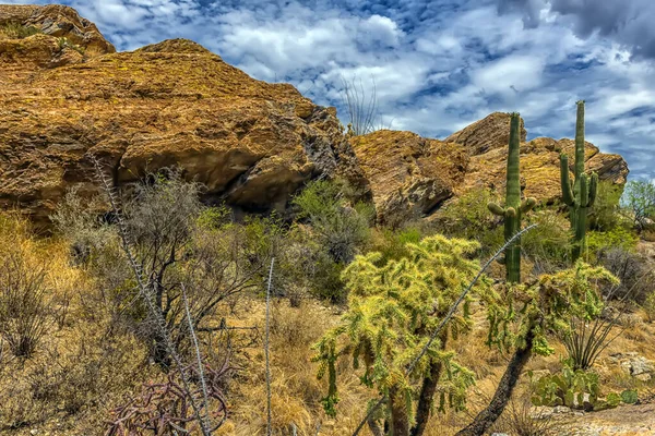 亚利桑那州图森以西的Saguaro国家公园 索诺兰沙漠景观 有高大的仙人掌 桶状仙人掌 岩石山 布满易碎灌木的小山和天空中的小云 — 图库照片