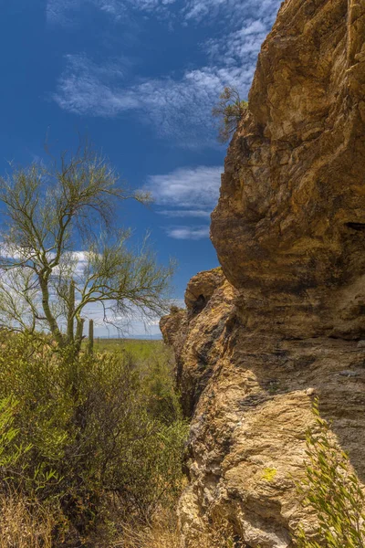 Parque Nacional Saguaro Oeste Tucson Arizona Paisaje Del Desierto Sonorense — Foto de Stock