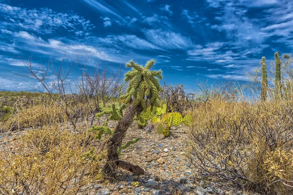 Národní Park Saguaro Krajina Krásnou Oblačnou Oblohou — Stock fotografie