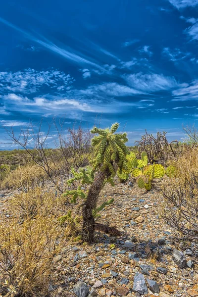 Εθνικό Πάρκο Saguaro Τοπίο Όμορφο Συννεφιασμένο Ουρανό — Φωτογραφία Αρχείου