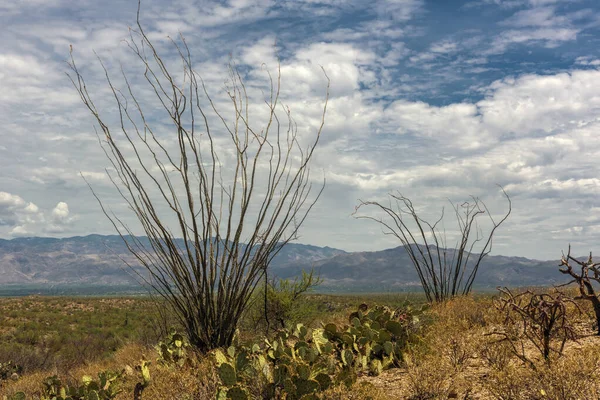 Parque Nacional Saguaro Paisaje Con Hermoso Cielo Nublado — Foto de Stock